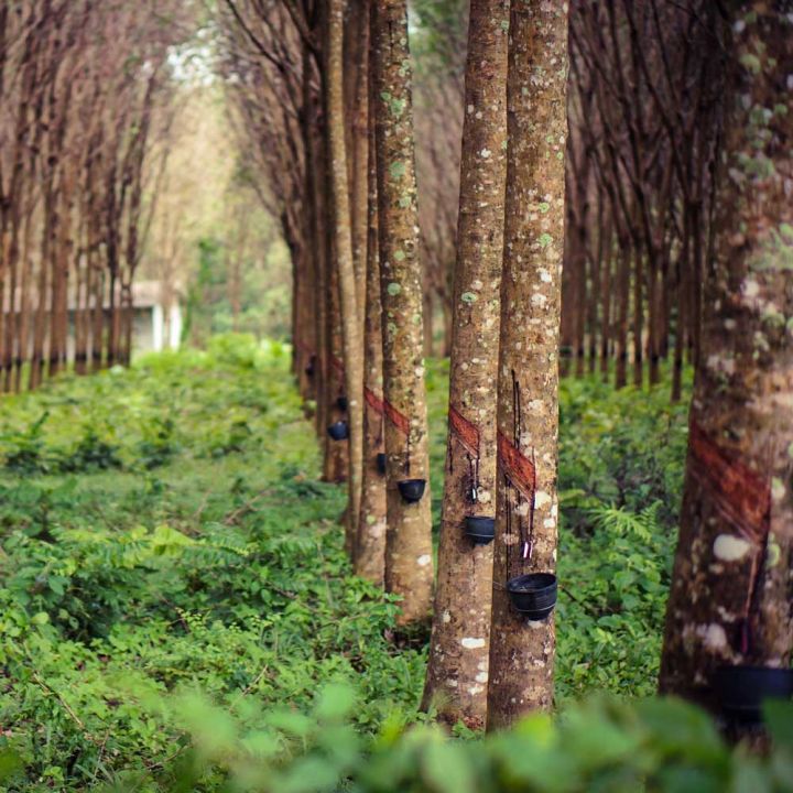 Culture arbre latex hévéa EPDM Solutions Elastomeres