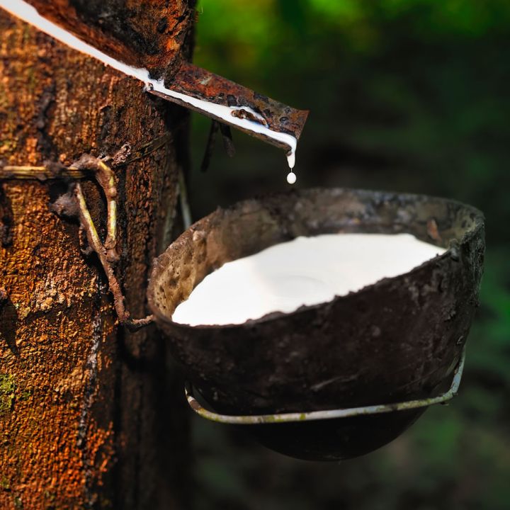 Culture arbre latex hévéa Naturel Noir Solutions Elastomeres